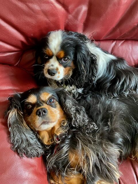 2 cavalier king charles spaniels on a red couch